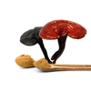 Reishi Mushroom Extract Polysaccharides