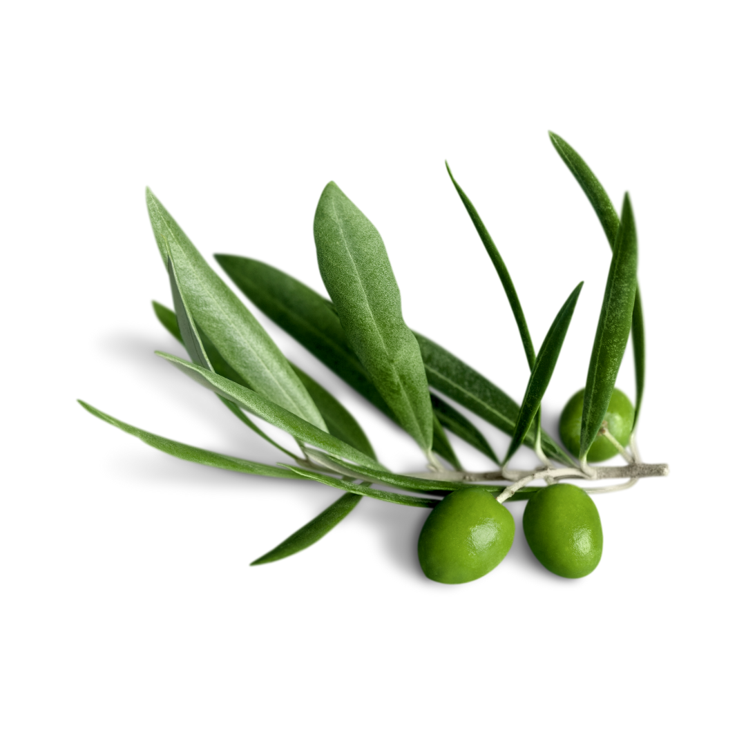 Olive Leaf Extract Buy Olive leaf, Olive leaf extract, Olea europaea