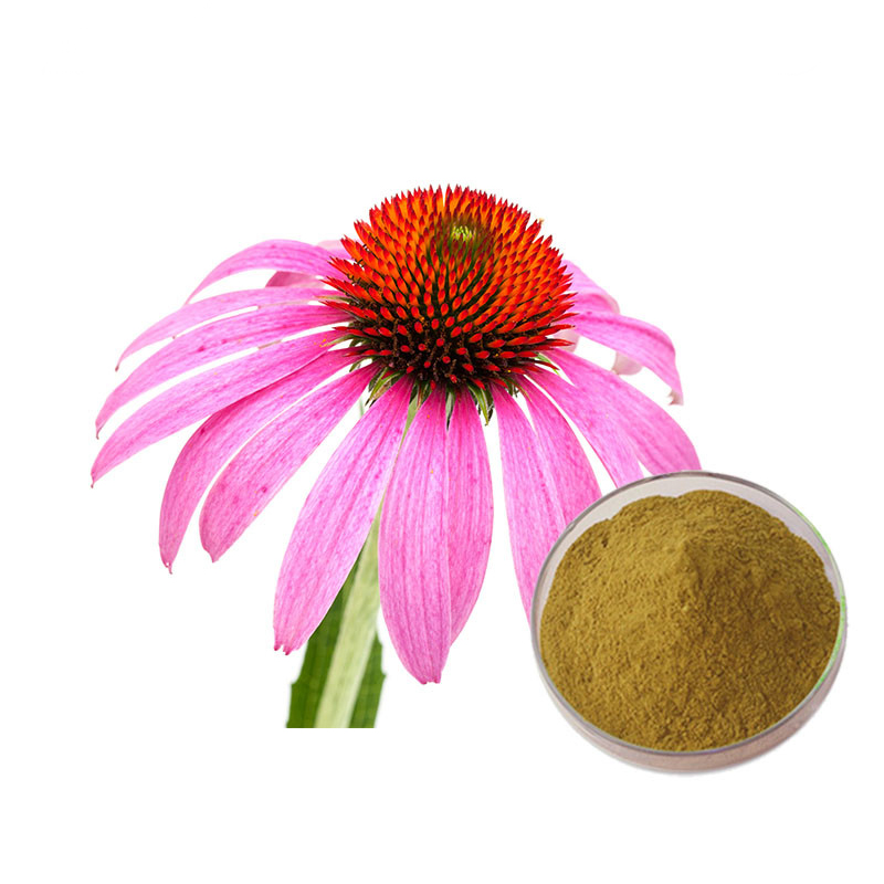 Echinacea Purpurea Extract Buy Echinacea Purpurea Extract Product on
