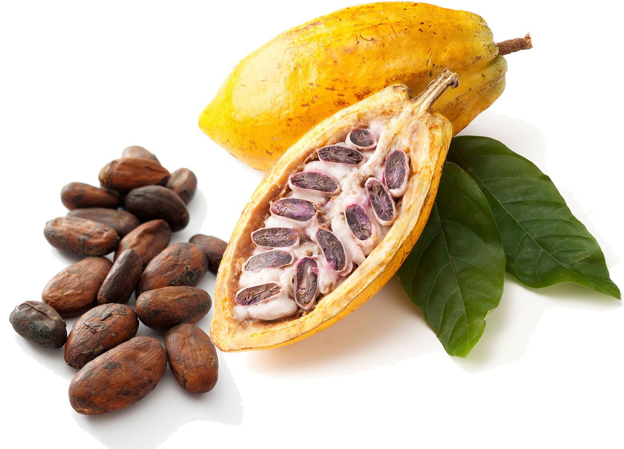 COCOA SEED EXTRACT Theobromine Buy Cocoa Seed Extract, Theobroma Cocao, Theobromine Product on